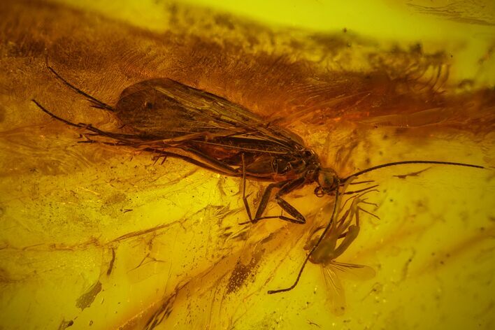 Fossil Caddisfly (Trichoptera) & Fly (Diptera) in Baltic Amber #163495